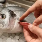 Come riconoscere la freschezza del pesce intero al banco? Il dettaglio dell’occhio e il test della branchia